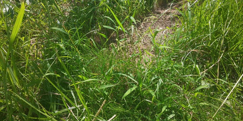 庭の雑草対策 Com 庭の雑草対策 Com
